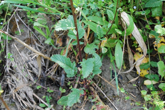 Brassica nigra